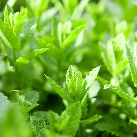 Hotel Romantik Alte Vogtei