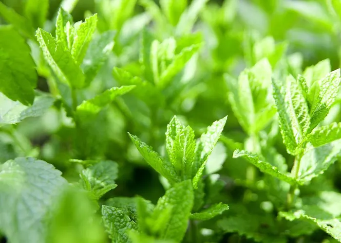 Hotel Romantik Alte Vogtei